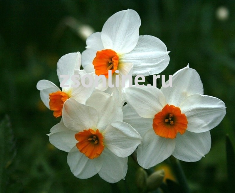 Нарцисс Гераниум (Narcissus Geranium ...