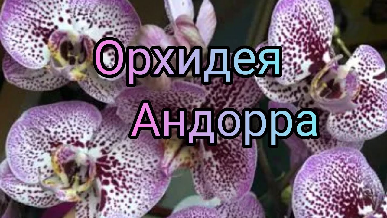 Фаленопсис (Phalaenopsis Phalaenopsis Compilation) — купить в ...