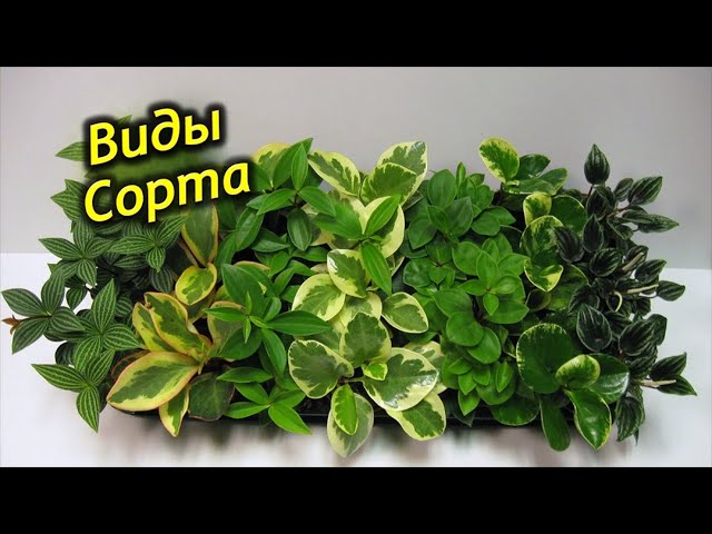 Пеперомия Вариегата Variegata 12/20: купить оптом в Москве