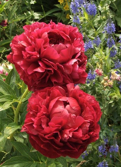 Paeonia 'Henry Bockstoce' | Kiefer Nursery: Trees, Shrubs ...