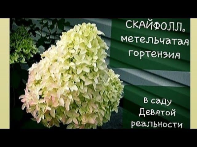 Гортензія волотиста 