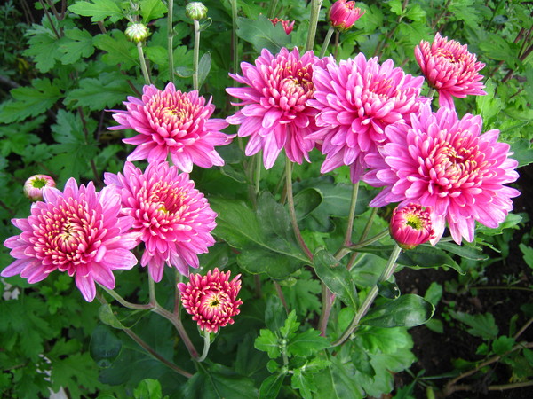 Хризантема корейская Метеорит (Chrysanthemum koreanum ...