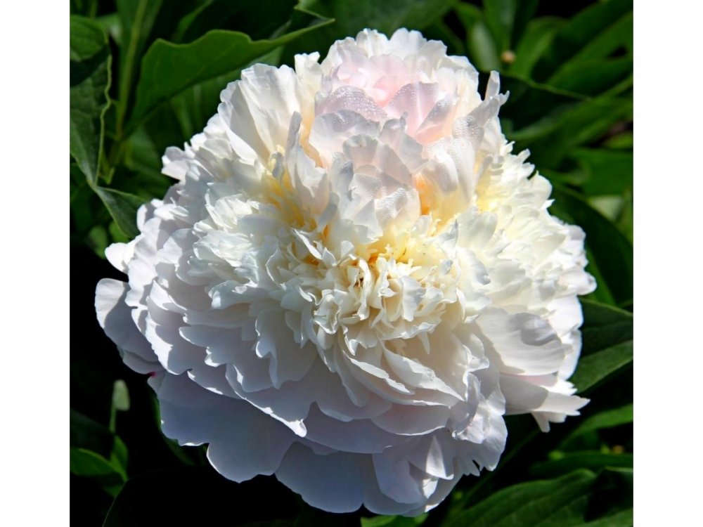 Peonies and Companion Plants - Pink ...