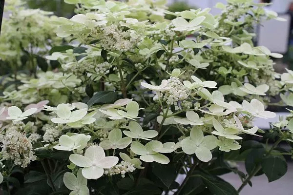 Hydrangea paniculata Hercules ...