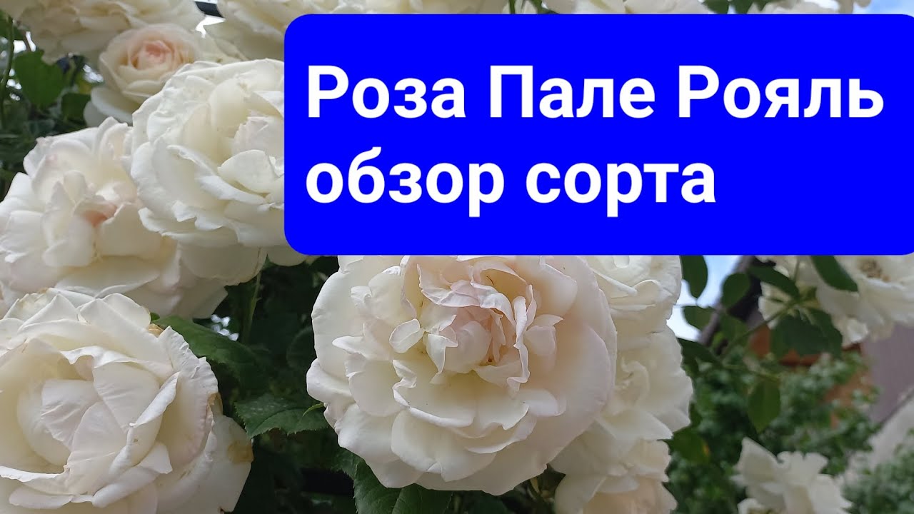 Palais Royal® | Roses' Name