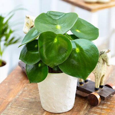 Купить Peperomia polybotrya 'Raindrop' - Растения в магазине ...