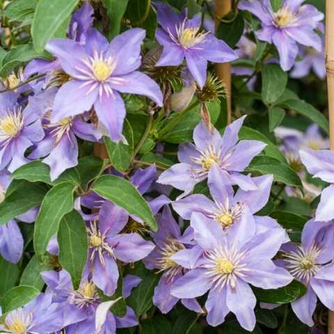 Clematis 'Жуста' (Vt) — Растения ...