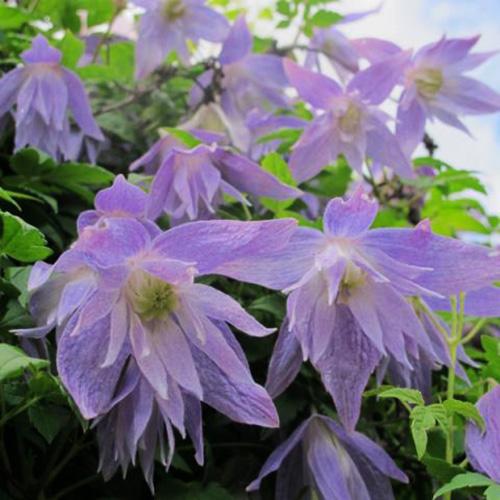 Clematis Fairy Dance ...