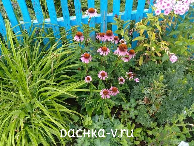 Скачать картинки Flowering echinacea purpurea, стоковые фото ...