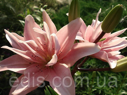 Лилия азиатская махровая Элоди (Lilium Asiatic Double Elodie ...