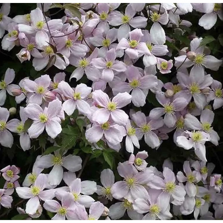 Clematis 'Fragrant Spring ...