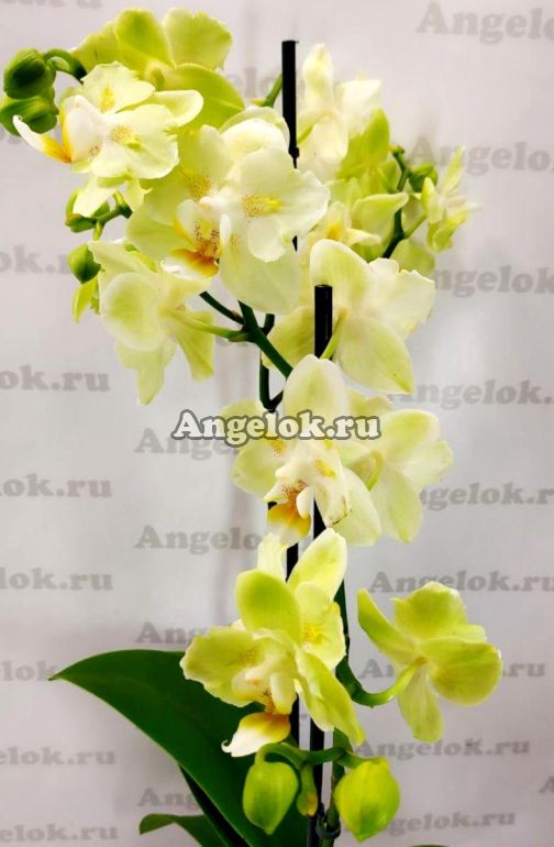 Орхидея phalaenopsis 2st Jaguar 18+ d12 L70 купить с ...