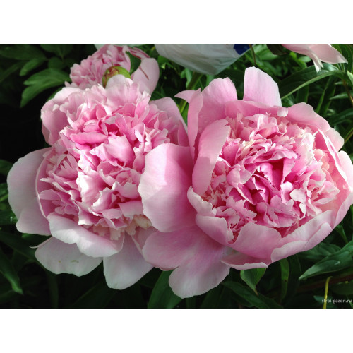 Peony Angel Cheeks | Wholesale Cut Flowers Direct