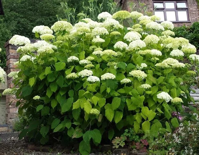 Купить Гортензия древовидная Аннабель Hydrangea arborescens ...