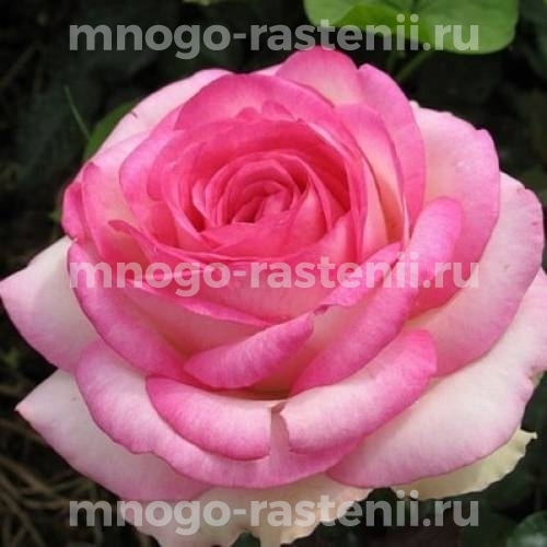 Zwergrose 'Biedermeier' / Rosa 'Biedermeier ®' kaufen