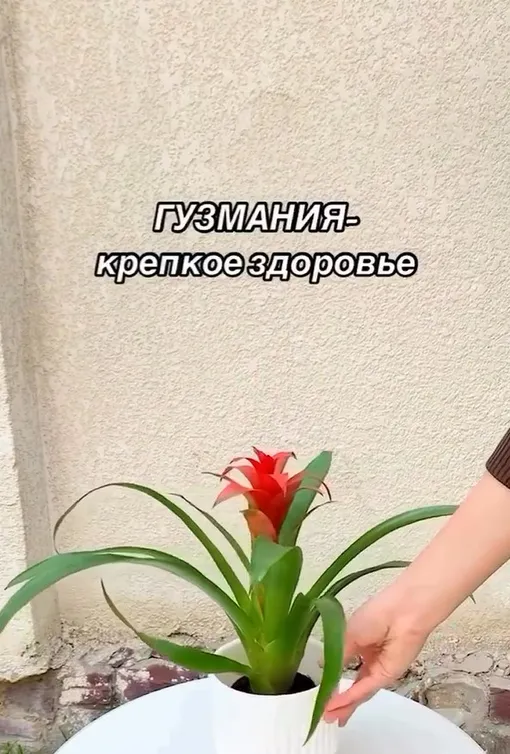 Уход за гузманией в домашних условиях - Flowers.ua