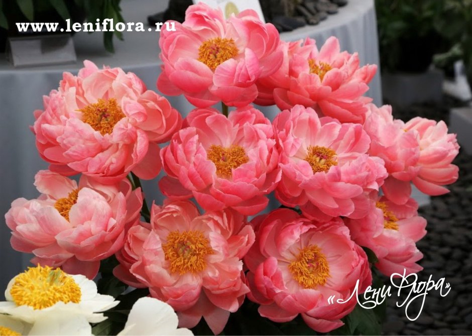 Southern Peony