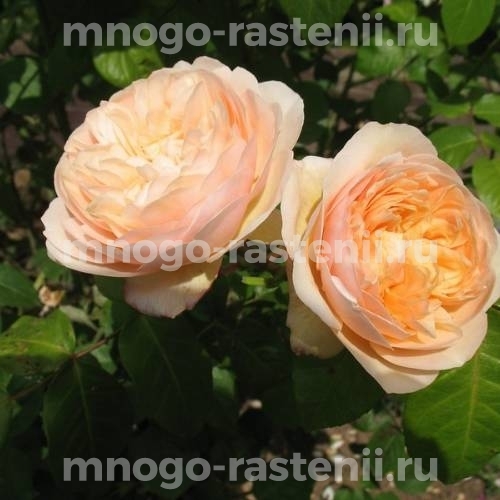 Английская роза David Austin Rose Sweet ...