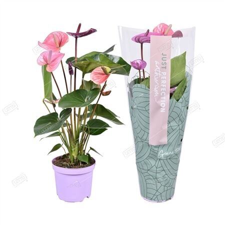 Антуриум Андре Ариса Пинк Anthurium andraeanum Arisa Pink 5+ ...