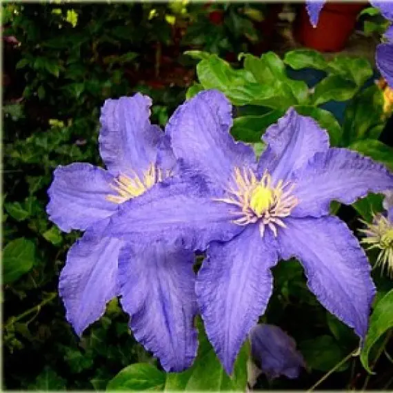 Clematis Blue Angel - Heavenly Blue Flowers, Climbing Vine ...