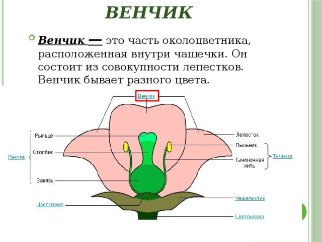 Цветок, его значение и строение > Лаборатория фитоинвазий