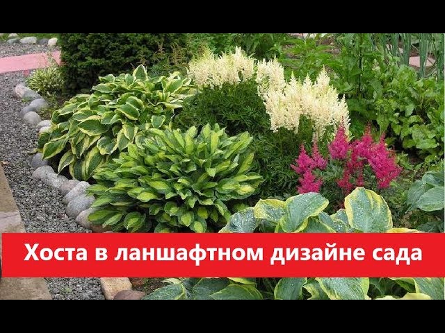 Хосты и папоротники- совместное выращивание | Цветочная Я | Дзен