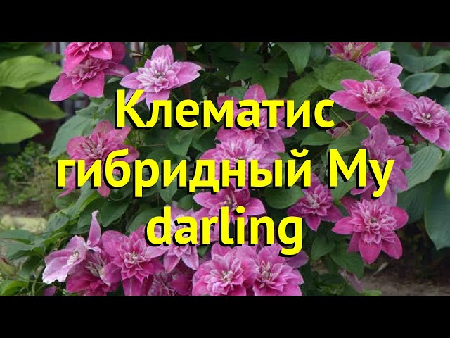 Клематис Май Дарлинг (С2) - Купить по выгодной цене с ...