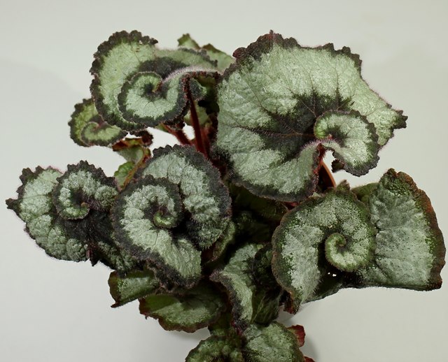 Begonia ESCARGOT — Растения Оптовая FlorAccess