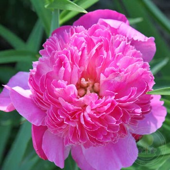 Paeonia 'Dresden Pink' - Садовые ноты