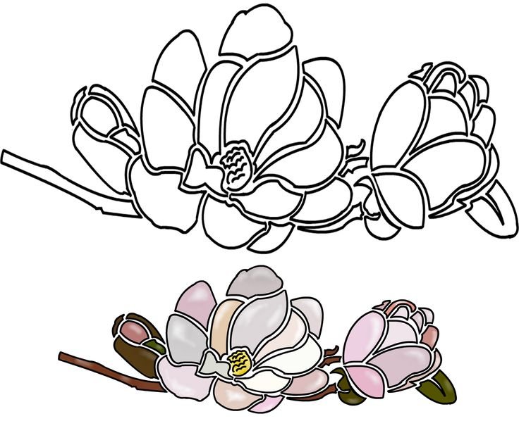 Magnolia sketch - векторные изображения, Magnolia sketch ...