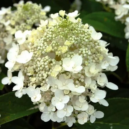 Hydrangea paniculata Baby ...