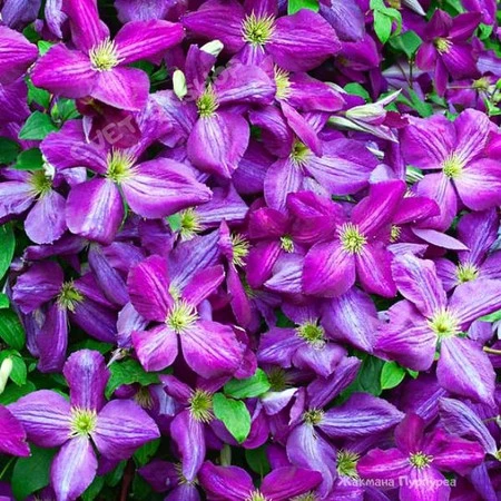 Clematis Jackmanii ...