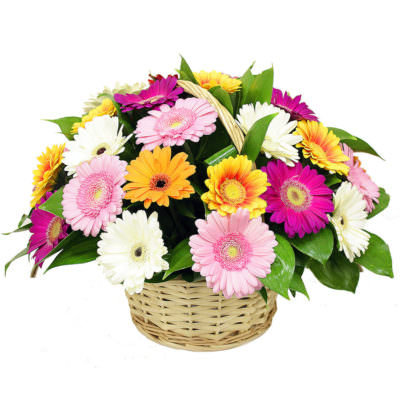 Discover the versatility of Gerbera - Decorum