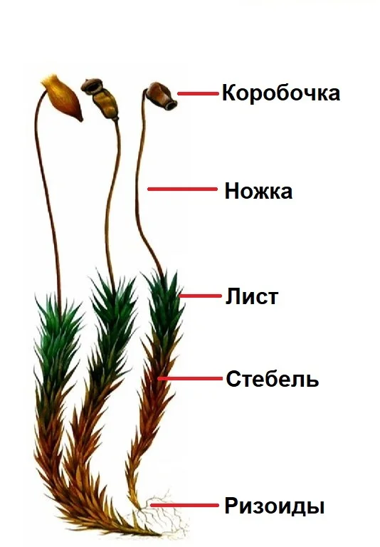 ЦВЕТКОВЫЕ - что такое в Энциклопедии ...