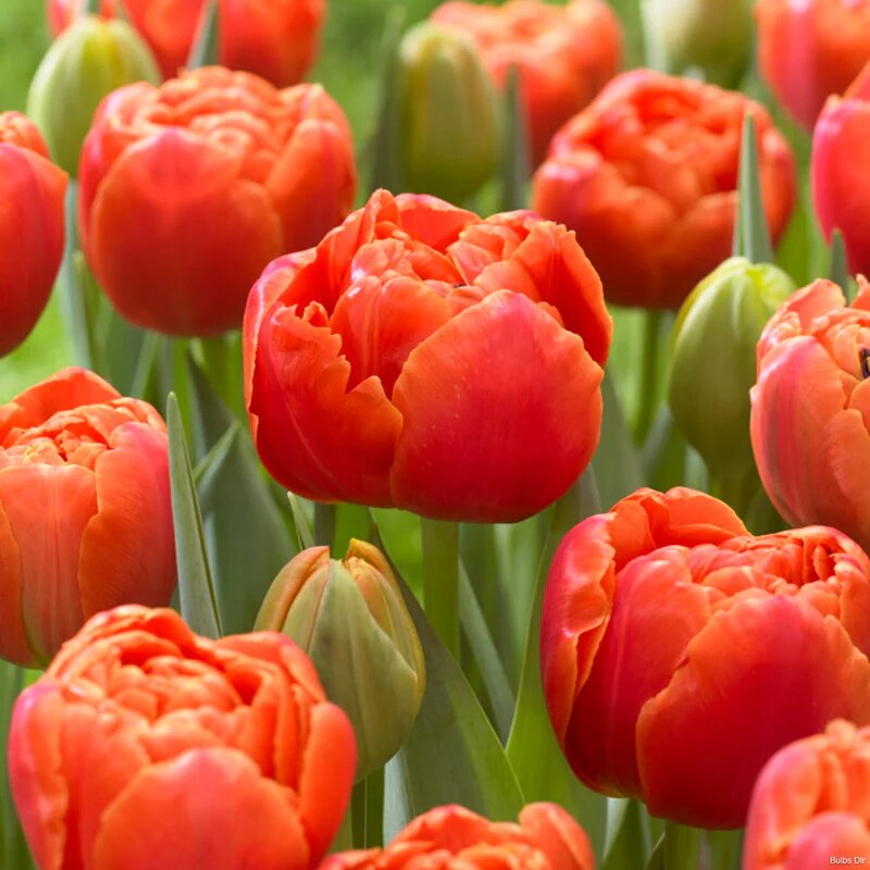 Buy triumph tulip bulbs Tulipa Icoon ...