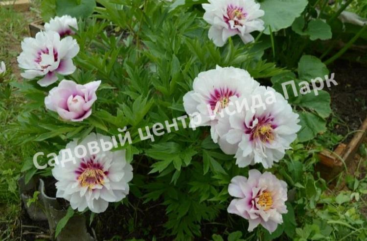 Paeonia Itoh 