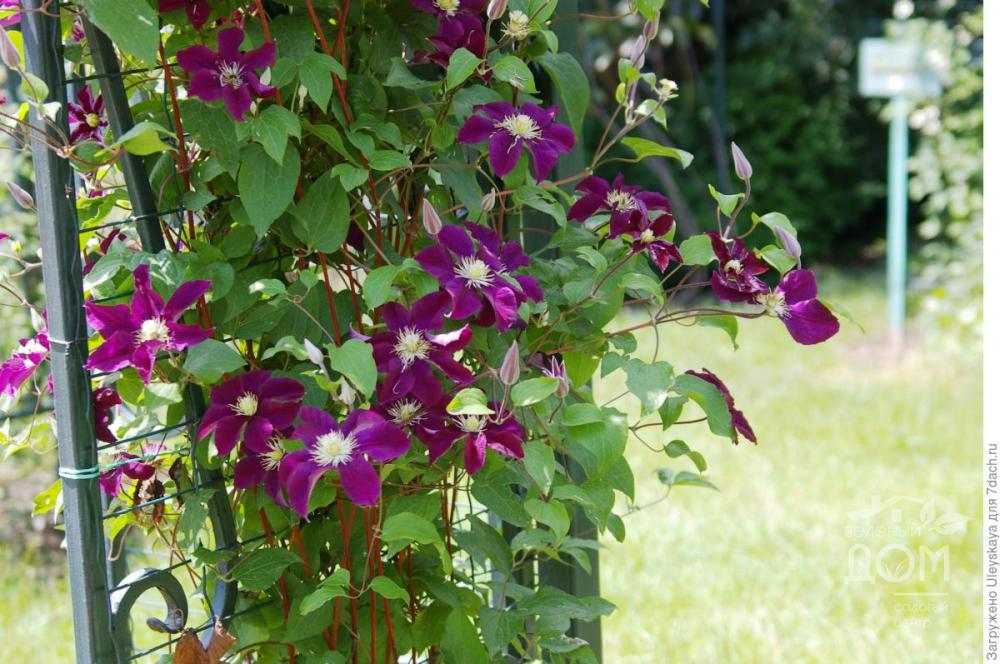 Clematis 'Warszawska Nike' - GARDENIDEA