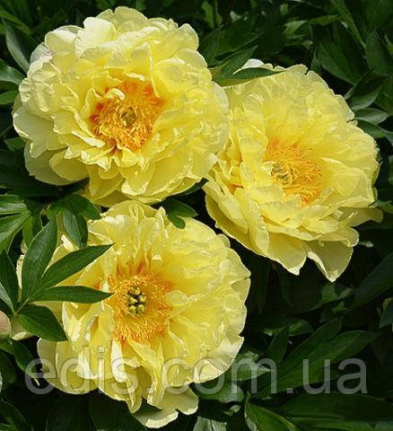 Yellow Crown Peony: Jung Seed Company