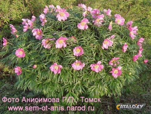 Марьин корень (Пион уклоняющийся) Paeonia anomala L. - Саженцы