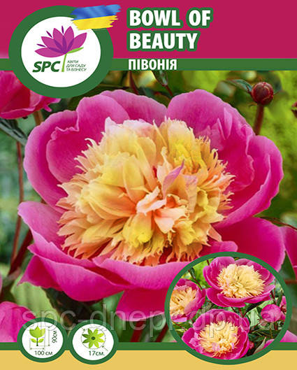 Bowl of Beauty Peony – Brecks Canada