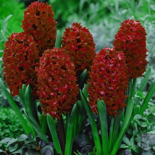 Гиацинт Блю Перл Hyacinthus Blue Pearl купить луковицы |Сад ...