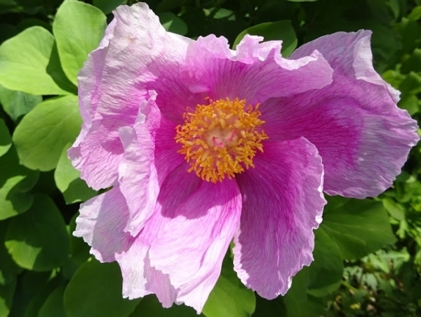 Paeonia 'Bartzella ...