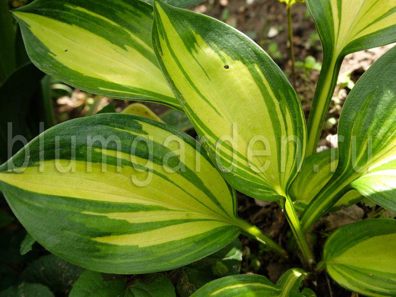 Hosta Bright ...