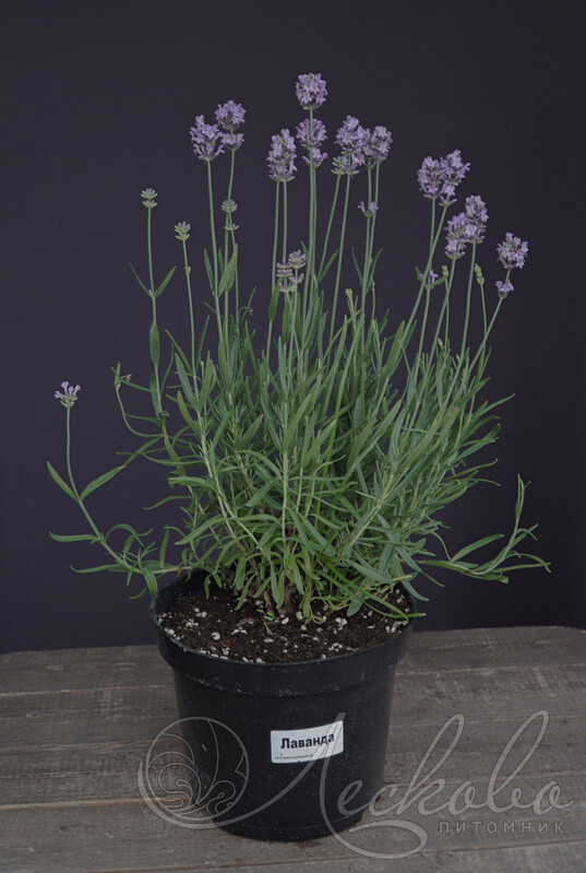 Lavandula ANGUSTIFOLIA 'ENGLISH' (Лаванда): купить ~ 10 семян ...