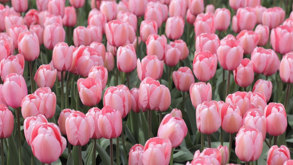 Tulip Triumph 'Pink Ardour' Size 12/+ cm - Buy 4 sets Get 1 ...