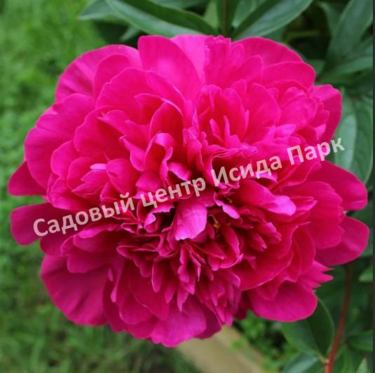 Luchshiy pion Канзас - пионы - My Peony Society