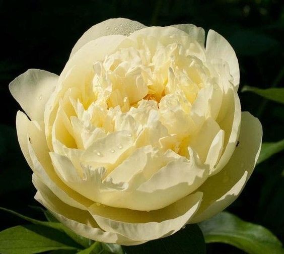 Paeonia Yellow Crown