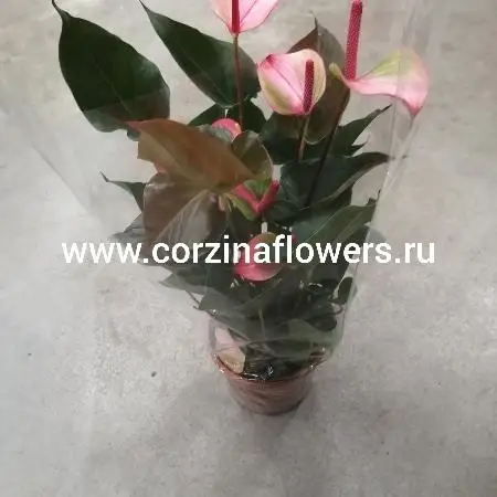 Anthurium a. Princess Amalia Elegance ...