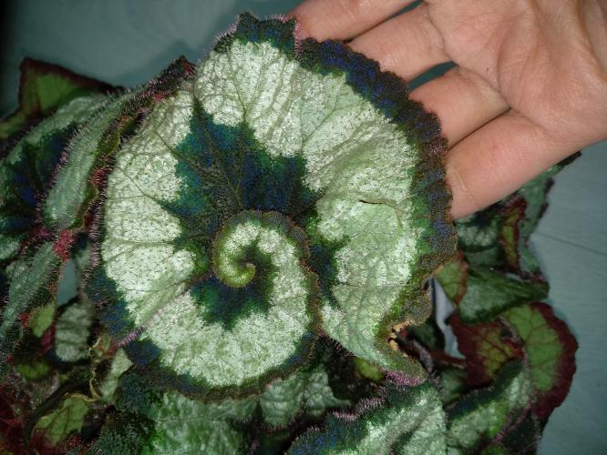 Begonia 'Escargot' p.p.a.f. (Begonia rex hybrid) Plant Patent ...