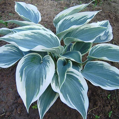 Хоста Вулверин (Hosta Wolverine) купить в спб лисий нос ...